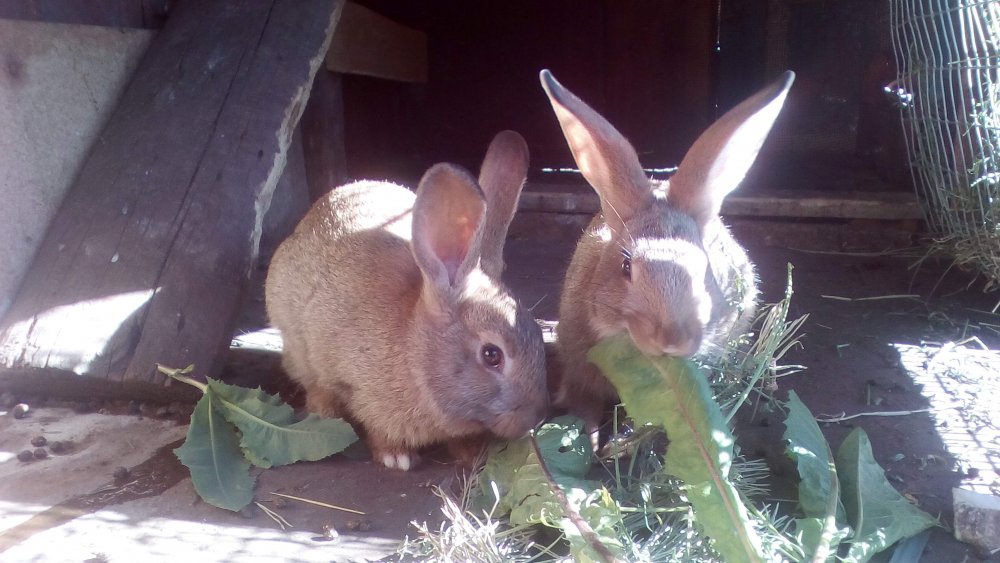 Крольчата: Самка и Самец