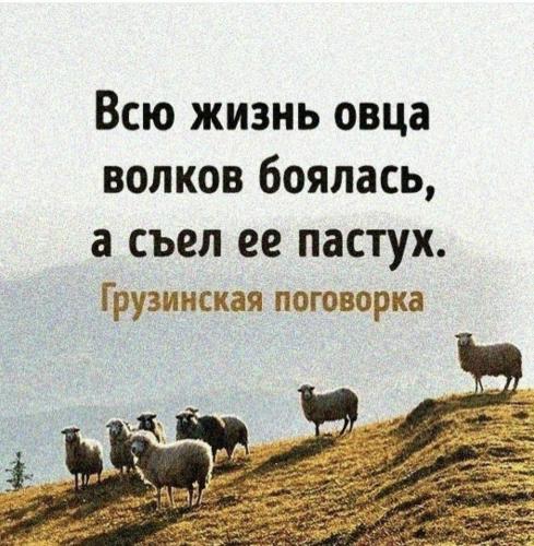 Грузинская поговорка про страх овцы