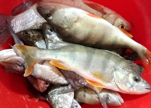 Рыбка в красном ведре