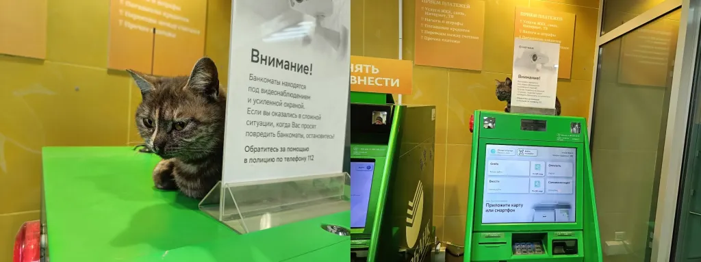Кот отдыхает на банкомете СберБанка
