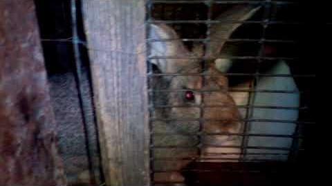 Крольчатник начинающего кроликовода