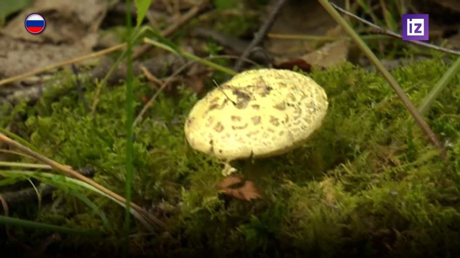 С начала года в России грибами отравились более 100 человек